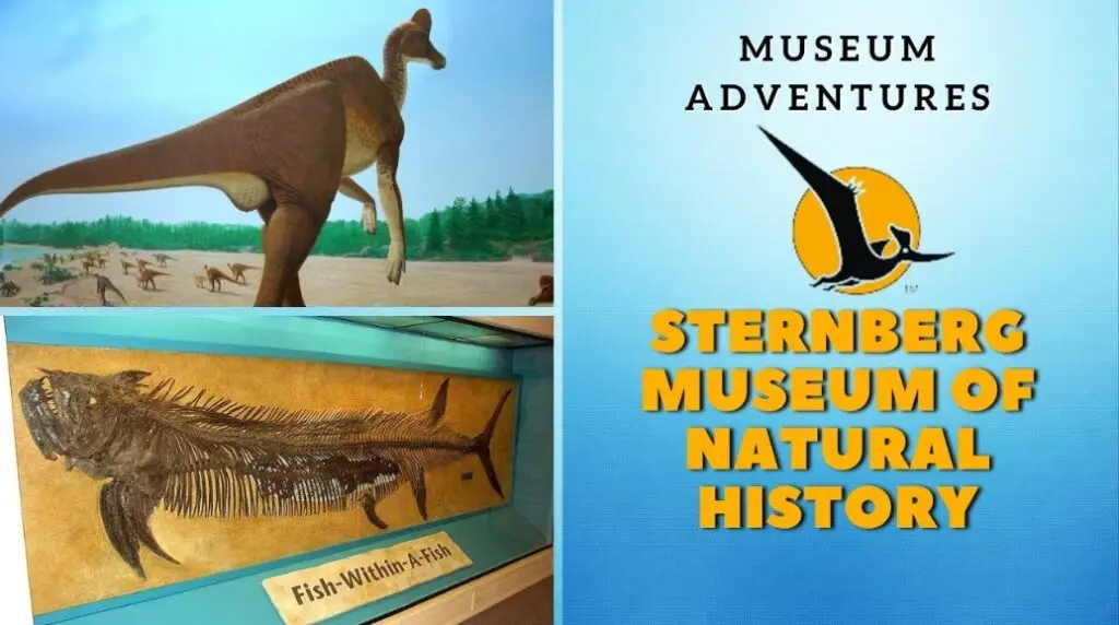 A promotional collage for the Sternberg Museum of Natural History. The top left shows a life‑sized hadrosaur model in a prehistoric landscape with other dinosaurs in the background. The bottom left displays a fossil labeled ‘Fish‑Within‑A‑Fish,’ showing a large fossilized fish with a smaller fish preserved inside it. The right side features a blue panel with the text ‘Museum Adventures – Sternberg Museum of Natural History’ and a circular black‑and‑yellow pterosaur logo.